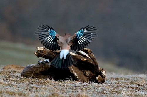 Mrazivé ráno, Maroš Detko