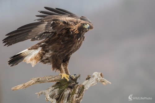 Vo víchrici, Ľubomír Ondráško