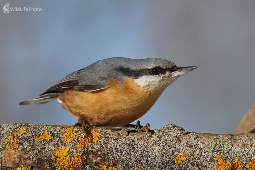 Zvedavý brhlík, Vladimír Michalec