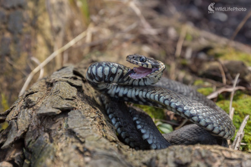 Užovka obojková  (Natrix natrix), Jaroslav Praženka