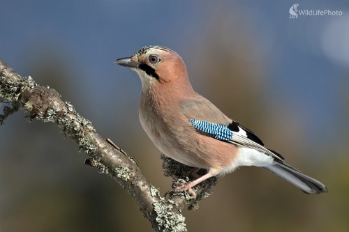 Sojka, Vladimír Michalec