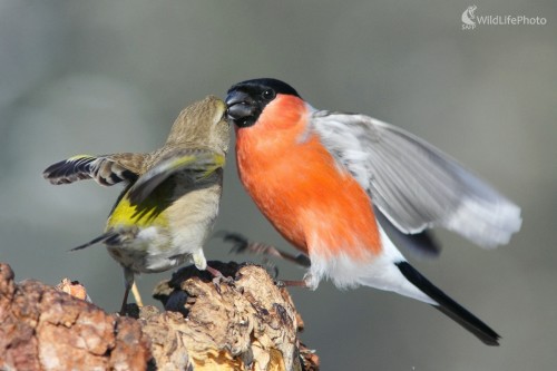 Bozky sváru, Vladimír Michalec