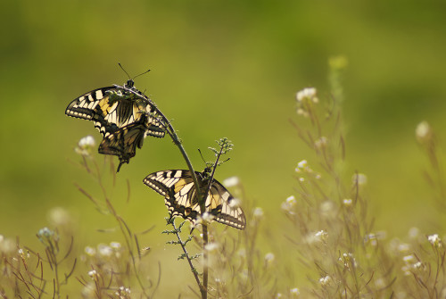 Presvietené motýle, Peter Fodor