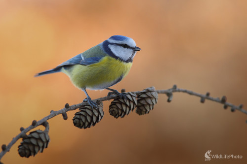 Beláska ..., Marián Jamrich