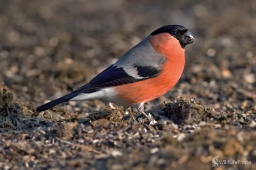 Hýľ lesný, Maroš Detko