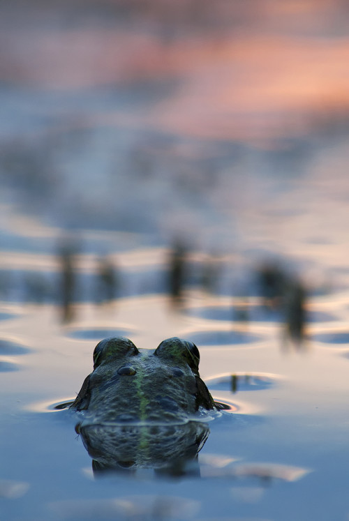 Súmrak obojživelníkov, Peter Fodor