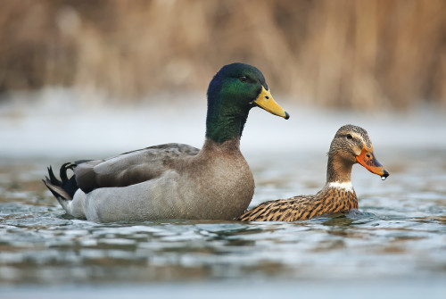 Párenie, Peter Fodor