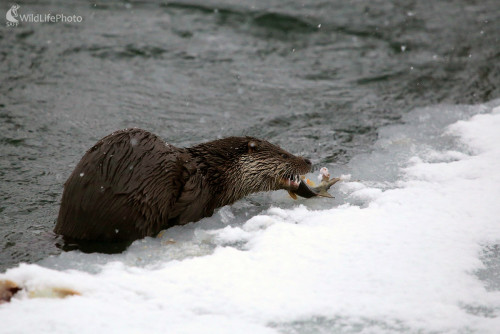 Biele zúbky, Pavol Bukovan
