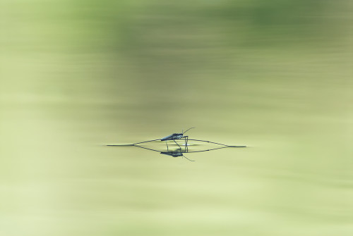 Korčuliarka obyčajná, Peter Fodor