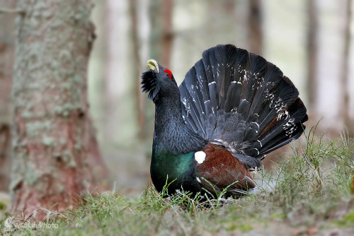 Ľúbostná pieseň, Dominik Kalata