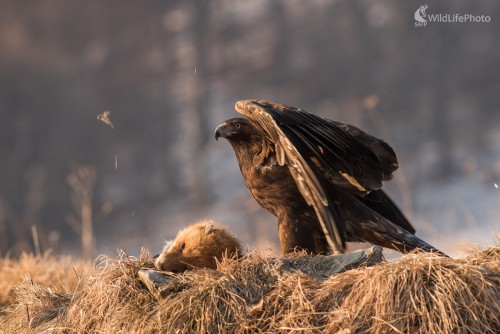 Orlica, Ľubomír Ondráško