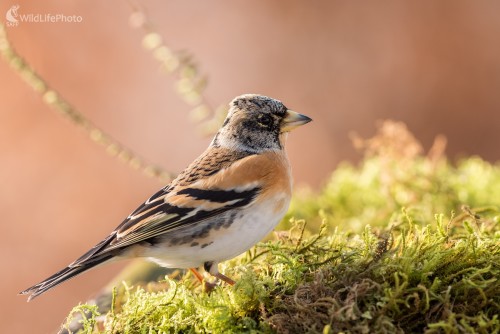 Severanka, Ľubomír Ondráško