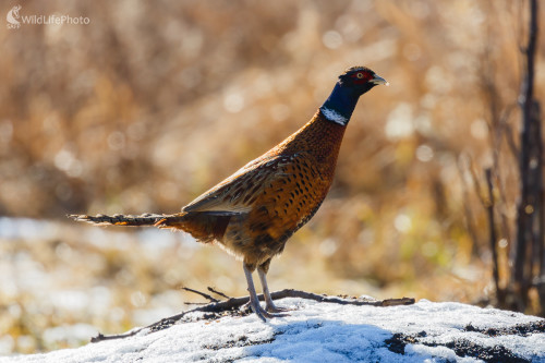 Bažant obyčajný (Phasianus colchicus) , Jaroslav Praženka