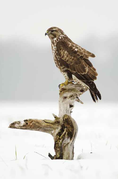 Na stráži, Peter Fodor