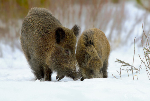 Bračekovci, Dominik Kalata