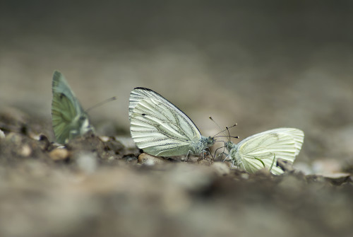 Letné cicanie, Peter Fodor