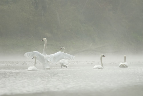 Labute v hmle, Peter Fodor