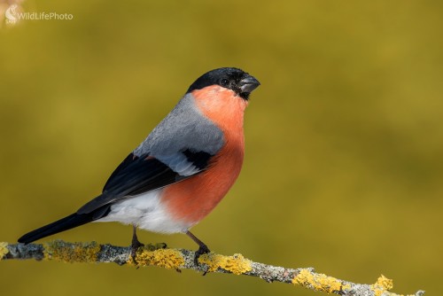 Pán Hýľ, Ľubomír Ondráško