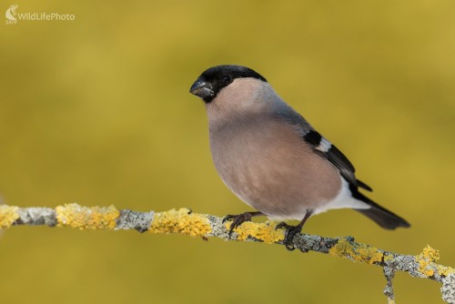 Pani Hýľová, Ľubomír Ondráško