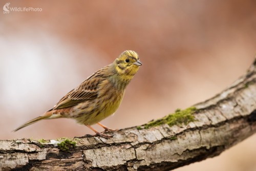 Zvedavec, Ľubomír Ondráško