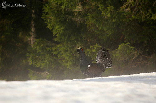 Posledný mohykán, Pavol Bukovan