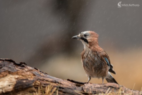 Zmok, Ľubomír Ondráško