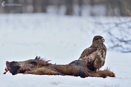 Spokojný myšiak, Maroš Detko