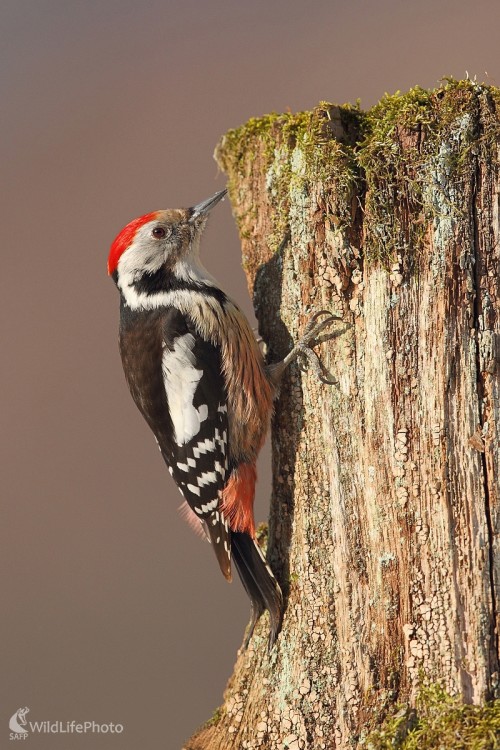 Ďateľ prostredný, Marián Jamrich