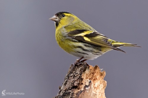 Stehlík čížavý, Maroš Detko