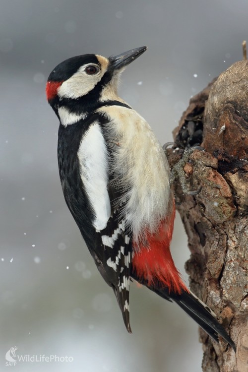 Ďateľ veľký, Vladimír Michalec