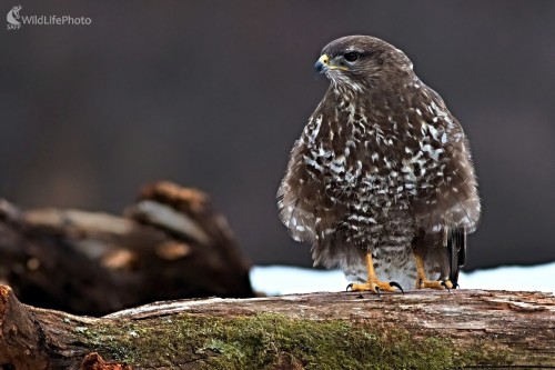 Žlté nohy (Buteo buteo), Maroš Detko