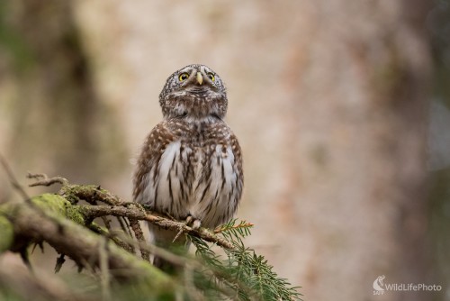 V toku, Ľubomír Ondráško