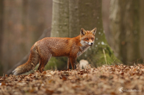 Na love ..., Marián Jamrich