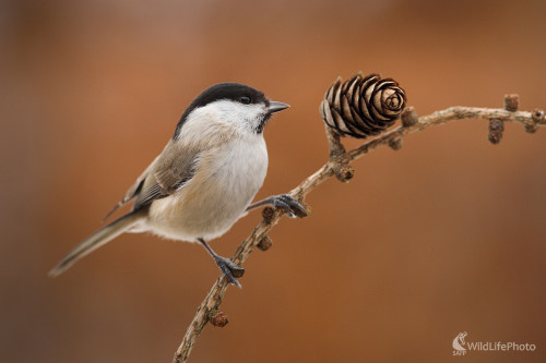 Zadumaná, Marián Jamrich