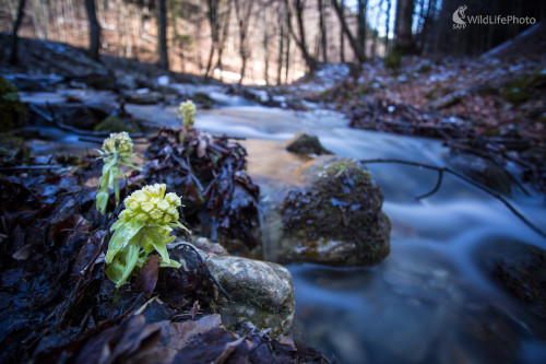 Jar prichádza aj na horách, Matej Žiak