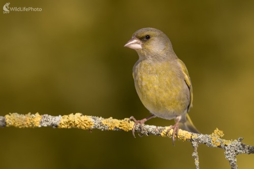 Zelienka, Ľubomír Ondráško