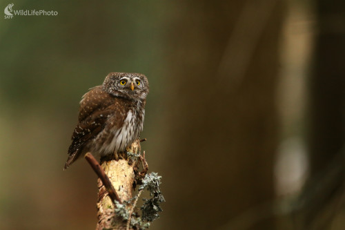 Najmenší, Pavol Bukovan
