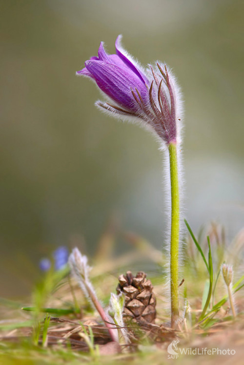 Poniklec slovenský, Dominik Kalata