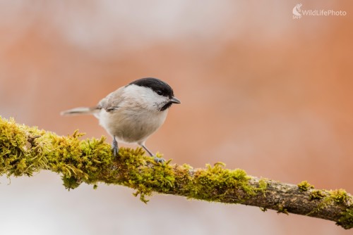 Babka, Ľubomír Ondráško