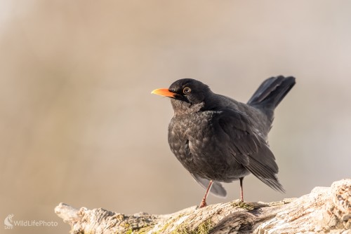 Pán Drozd, Ľubomír Ondráško