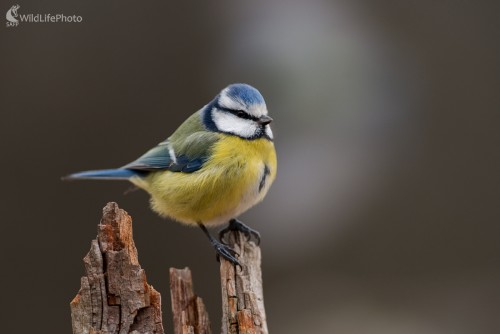 Beláska, Ľubomír Ondráško