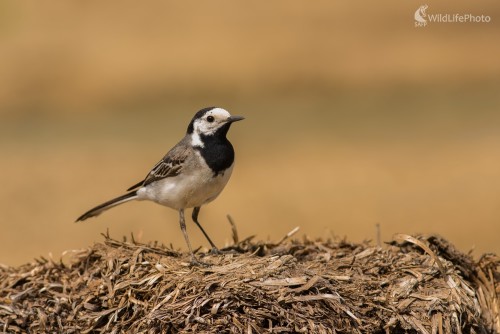Trasochvost, Ľubomír Ondráško