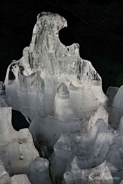 Ľadová orlica, Maroš Detko