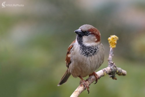 Vrabčiak, Vladimír Michalec
