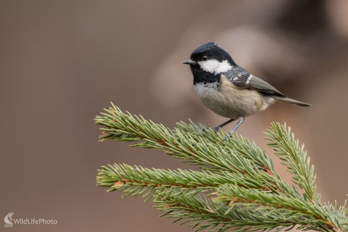 Uhliarka, Ľubomír Ondráško