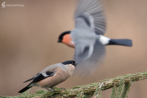 Pozri, ja už letím..., Ľubomír Ondráško