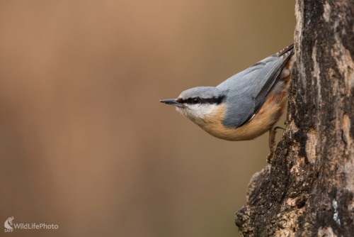 Brhlík, Ľubomír Ondráško