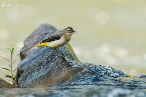 Trasochvost, Ľubomír Ondráško