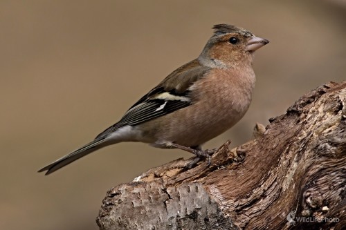 Pinka lesná (Fringilla coelebs), Maroš Detko