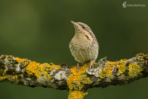 Krutohlav, Ľubomír Ondráško